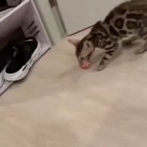 Mainan Gigit Kucing Anjing Bola Karet Pelangi Aerizoo