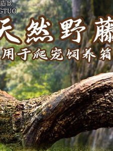 Natural Dragon Vine Branches for Crustaceans And Reptiles Aquatic Terrarium Decoration Climbing Pet Supplies Snail Landscaping