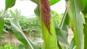 (50 SEEDS) - BRANDED SUPER SWEET CORN SEEDS - (High Yield / Easy to plant) Sunshine Sweetcorn Corn Seeder - Lazada