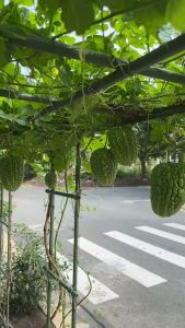 Hạt giống mướp đắng khổ qua đủ loại hạt giống Phú Nông