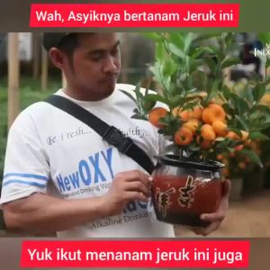 Bibit Jeruk Santang madu tanaman jeruk manis asli okulasi