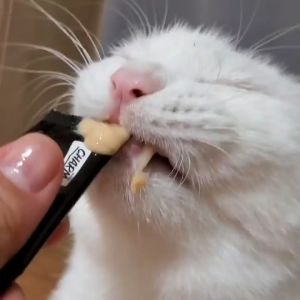 ชนิด: ชาร์ม โพสไบโอติก สำหรับแมวและสุนัข ชนิดชนิดซองเลีย