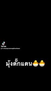 มุ้งตั๊กแตน 5 ขนาด มุ้งตั๊กแตน กระชังเลี้ยงตั๊กแตน กระชังเลี้ยงแมลง มุ้งเลี้ยงตั๊กแตน ตั๊กแตน ตั้กแตน แมลง ปาทังก้า กระชัง