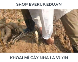 Cây Giống Khoai Mì (Giống Sắn Cao Sản) – Hom Chuẩn Tỷ Lệ Sống Cao Dễ Trồng Thu Hoạch Nhanh | Cây Nhà Lá Vườn - EverUp
