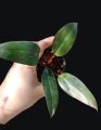 Philodendron Pink Princess

อนุบาลพร้อมส่ง. 