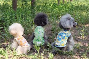 Summer Style Pet Clothes 2 Pieces Nicolever Teddy Dog Vest Net Cloth Design Pet Apparel Other Brand Pet Supplies