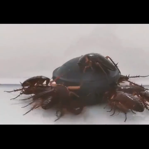 【1 day Kill all cockroach💯】Japanese imported high-efficiency cockroach killer cockroach catcher cockroach trap household kitchen cockroach glue bait cackroasafe and non-toxic effective in repelling reducing pest infestation cockroach repellent insecticid
