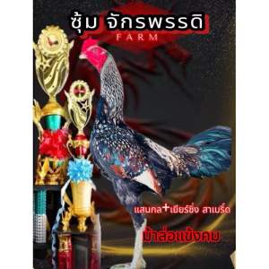 ไข่เชื้อไก่ชนพม่า แสนกล+เยียร์ซิ่งสาเบริ์ด สายเลือด ส.มีสุวรรณ ม้าล่อแข้งคม