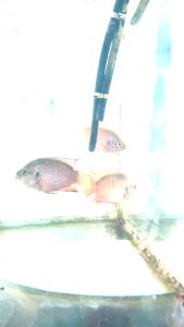 Red Jewel Cichlid （Short Body ）/Live Fish/ Freshwater /短身红宝石