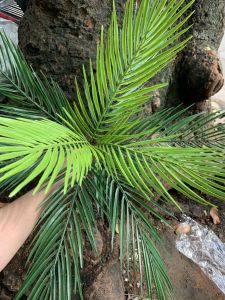 Cây dừa cạn cảnh giả cao 52cm dùng trong trang trí tiệc cướitường cỏ Không kèm chậu