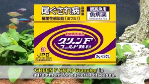 [OFFICIAL STORE] JPD GREEN F GOLD - 5G x 5