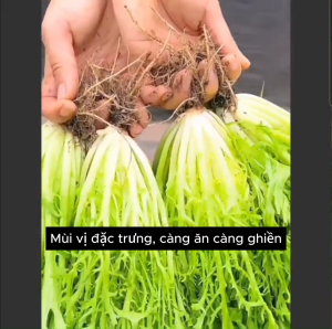 Hạt giống xà lách san hô - giá trị dinh dưỡng rất cao - Hoang My food and beauty