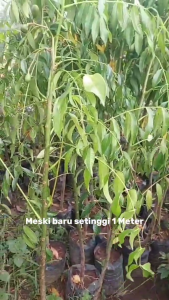 Bibit Kedondong Super Kondisi Sudah Berbuah & Berbunga