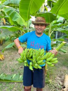 กล้วยน้ำไทย (หน่อ) กล้วยโบราณ ความยาว 40 เซนติเมตรขึ้นไป