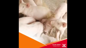 ViddaVet Digestiaide 4X Performance Enhancer Soluble Powder for Pigs All-Natural 6g pack of 5 pack of 10 sachets