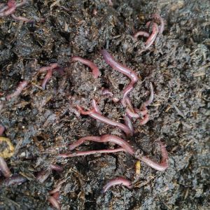 Sinh khối trùn quế 10kg - Xử lý phân rác hữu cơ