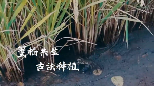 2025 crab-field rice the new rice has arrived in Malaysia and is available for immediate sale. Crab-field rice is one of the most famous and high-quality rice varieties from Northeast China known for its high nutritional value and high collagen content.