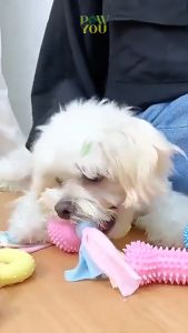 Mainan Gigit Kucing Anjing Hewan Peliharaan Pembersih Gigi Rubber Chew Pet Toys