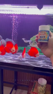 Cám Bessn Symphysodon thức ăn dinh dưỡng giàu đạm Vitamin và hỗ trợ lên màu cá dĩa 270G