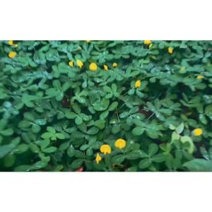 Hạt Giống Cỏ Lạc DạiCỏ Thảm CảnhCỏ Đậu Phộng nãy mầm đều(gói 20 hạt) túi zip