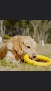 Đồ chơi huấn luyện Chó bằng cao su xốp eva mềm và bền bỉ "mẫu mới" - Love Pets Shop