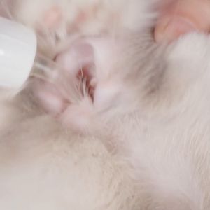 💝Bioline💝 50ML Ubat Selsema Kucing  Frontline Spot on Cat Pet Ear Mite for Cat Ear Care Dog Ear Cleaning Pet Healthcare Supplies 猫 狗 宠物 耳朵