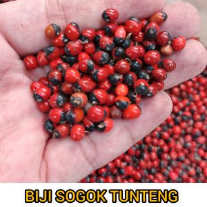 Biji saga tunteng - saga merah - sogo bintik hitam - buah saga