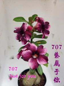 Adenium Kemboja Bonsai ID 707/富贵花