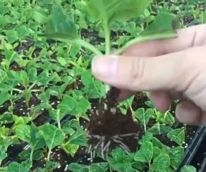 ถาดเพาะกล้า 10ใบ 32หลุม 50หลุม 72หลุม 105หลุม 128หลุม 200หลุม 80 กรัม ถาดเพาะไฮโดร แบบไม่มีหลุม 150กรัม ถาดเพาะชำ ถาดเพาะต้นกล้า ถาดเพาะเมล็ด ถาดเพาะ (COD)