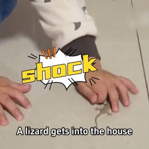 Japan import lizard killer 8pcs lizard repellent 1 box kills 1000 lizards harmless to pet racun cicak paling kuat ubat cicak paling berkesan kuat Gecko killer bait gel  壁虎驱除剂 壁虎药 蜥蜴药