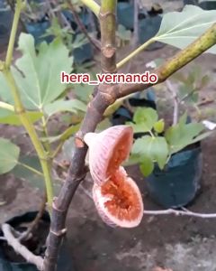 Bibit Buah Tin Purple Yordan Super Cangkok