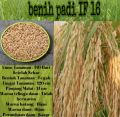 BENIH PADI IF 16 KUALITAS UNGGUL PER 1KG. 