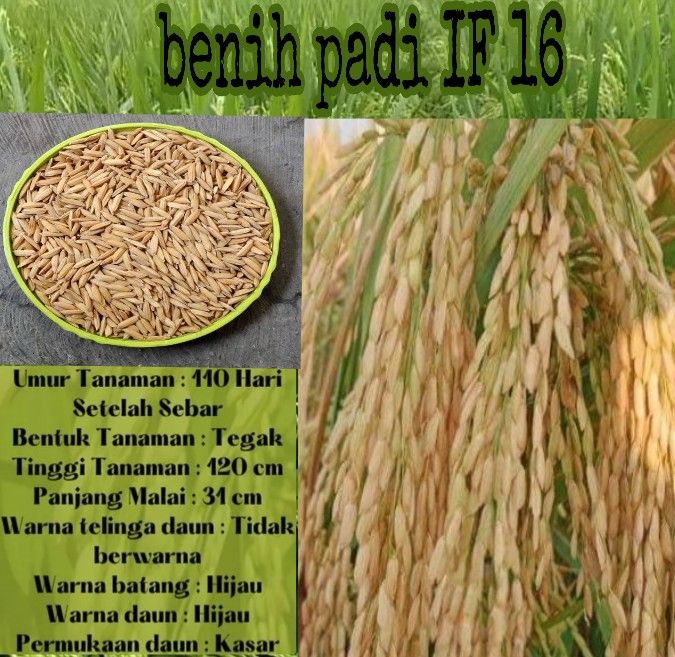 BENIH PADI IF 16 KUALITAS UNGGUL PER 1KG