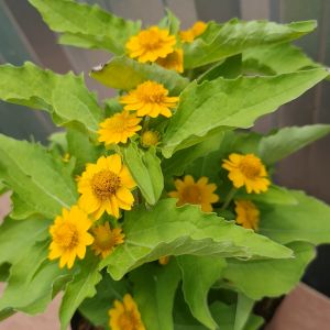 ต้นกระดุมทองต้น พันธ์ุไม่เลื้อย ต้นกระดุมทอง ใส่ถุงหรือกระถาง 5.5นิ้ว ออกดอกตลอดปี