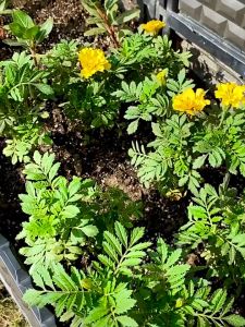 (Free Shipping) ชุดหัวฉีดสเปรย์หมอก ชุดพ่นไอน้ำ ชุดพ่นหมอก หัวพ่นหมอก ดัดได้ งอได้ ชุดละอองหมอก หัวทองเหลือง อุปกรณ์ครบชุด ติดตั้งง่าย