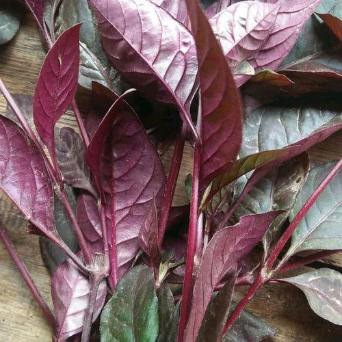 PROMOOOOOO!!!20 lembar daun ungu atau daun handeuleum untuk mengobati wasir dan ambeien.