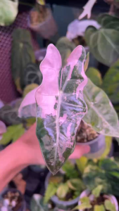 [Alocasia] Pseudo Sanderiana Bull Pink Variegated Keladi Premium Selected Home Plant Rare Plants 海芋锦