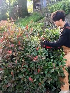 Cordless Hedge Trimmer 500W Electric Hedge Trimmer  with Battery Electric Shrub Grass Trimmer Pruning Saw Garden Tools Trim Pokok Taman