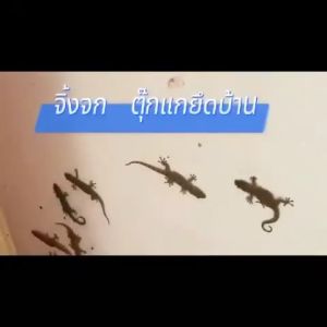 🦎สิบปีไม่มีจิ้งจก🦎ครีมกำจัดจิ้งจก ยากำจัดจิ้งจก ยาฆ่าจิ้งจก ไล่ตุ๊กแก 8 ชิ้น/กล่อง ใช้งานง่าย เหยื่อที่มีประสิทธิภาพสูง ได้ผลเร็ว กำจัดได้ทั้งจิ้งจก ตุ๊กแก และ แมลงต่างๆ ยาฆ่าตุ๊กแก ยาฆ่าจิ้กจก ยาจิ้งจก ยากำจัดตุ๊กแก ไล่จิ้งจกถาวร ไล่ตุ๊กแกถาวร