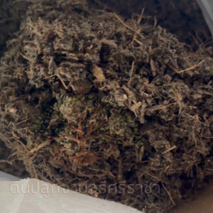 ดินกุหลาบ (น้ำหนัก 3 kg.) ดินปลูกกุหลาบ พร้อมใช้ (กรุณาสั่งสินค้าไม่เกิน 5 ถุง/ 1 ออเดอร์นะคะ)