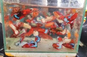 RMR fccp fem for aquarium decoration- colorful and vibrant-random only