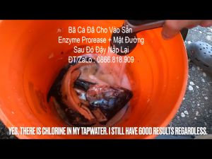 5kg Men Ủ phân cá Enzyme protease  phân giải protein xử lý nước dùng trong thủy sản# combo 5kg / túi 1kg