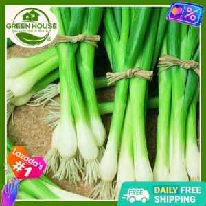 Green House® - Spring Onion Seeds for Planting Vegetable Plants (30 Seed) incl. Planting Instruction Scallion Lasona F1