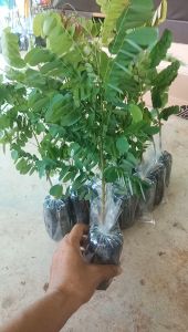 ต้นชิงชัน 10-30เซนติเมตร