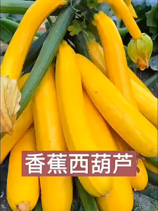 Bananas zucchini seeds 香蕉西葫芦种子 可生吃水果蔬菜 seasonal vegetable seeds indoor potted plants edible fruits and vegetables