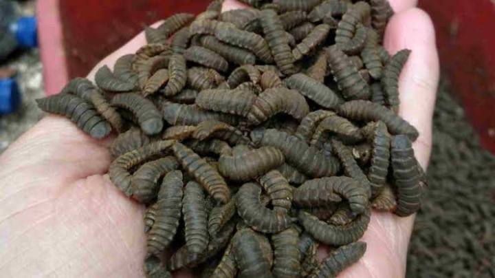 Se40cc48be3c949a6b2ee163d6e22ade4r.jpg_720x720q80 Budidaya Lalat BSF, Saya Memulai dengan Tetaskan Telurnya