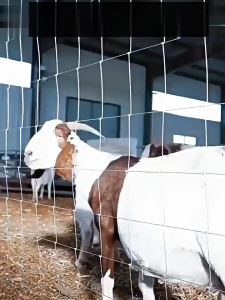 monqiqi มีราคาส่่ง ลวดรั้วไฟฟ้าล้อมวัว 10 ไร่ เบอร์18 ลวดสังกะสี ขนาดลวด 1.2 มม. ลวดรั้วไฟฟ้าล้อมวัว ลวดขาว ลวดอาบสังกะสี แบ่งขาย 4KG/ม้วน ลวดผูก ขดลวด ลวดเส้นเล็ก