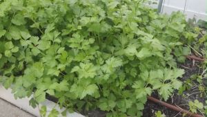 VALUE PACK (100 SEEDS) KINCHAY SEEDS/CHINESE CELERY/FOR PLANTING