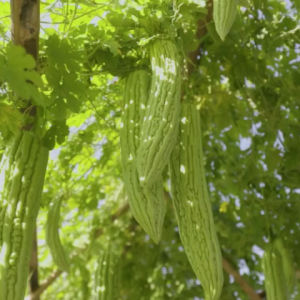 pupuk booster pare 100ml - memperbaiki kesuburan tanah - meningkatkan kuantitas & kualitas