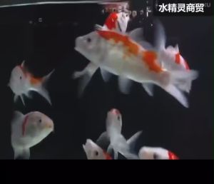 Thức Ăn Cho Cá Cảnh Cao Cấp 25g